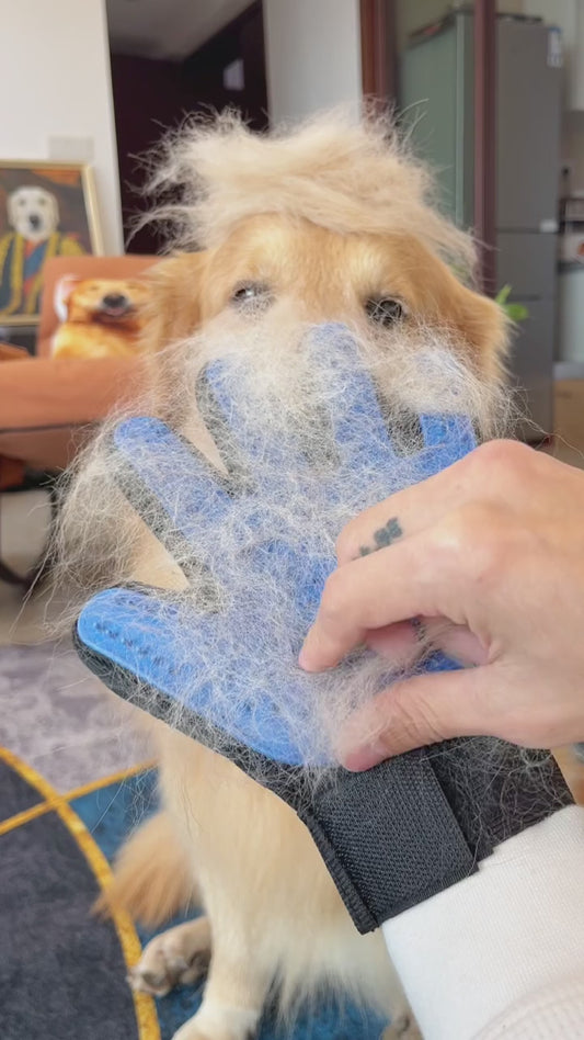 PetGlow glove removing loose fur from a golden retriever